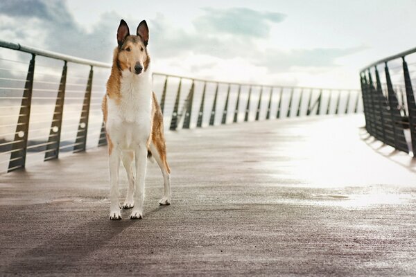 Muy alto y jorobado perro hermoso fondo