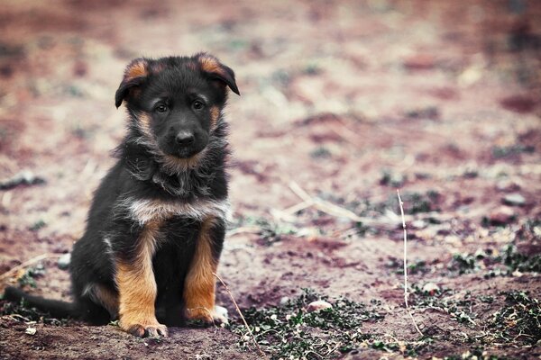 Sfondo del cucciolo di cane all aperto