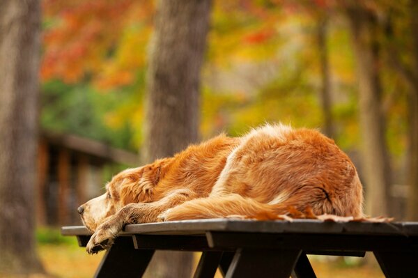 Der Golden Retriever liegt auf dem Tisch