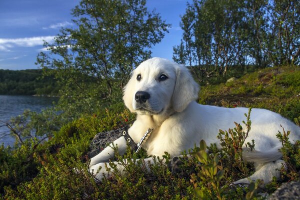 A white dog lies near the river