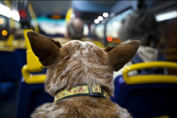 Ein ungeheurer Passagierhund im Bus