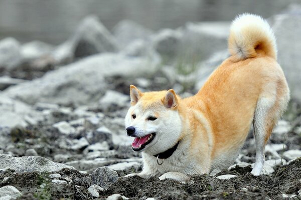 Il cane sulle rocce si prepara a giocare