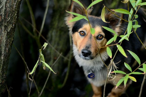 Ein Hund unter den Bäumen