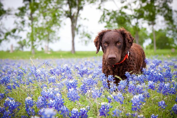 Chien brun aux couleurs violettes