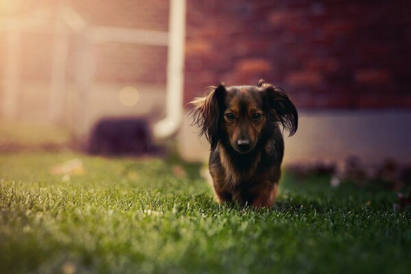 The dachshund runs through the green grass