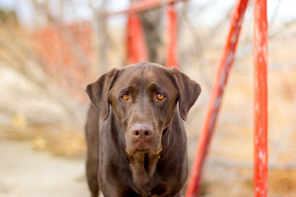 Triste-beau regard de chien