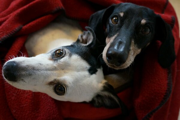 Due cani carini nel lettino