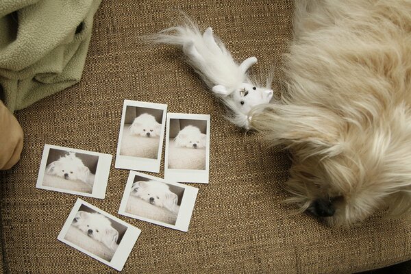 Dog on the sofa with a toy looking at photos (top view)