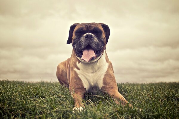 Ein großer Boxer Hund liegt auf dem Rasen im Feld