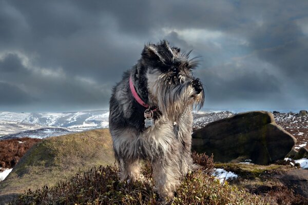 Grauer Schnauzer im roten Halsband vor dem Hintergrund der Berggipfel