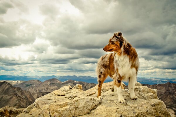 The dog is standing on a mountain ledge