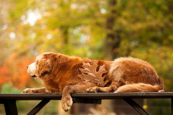 Golden Retriever Herbst Natur