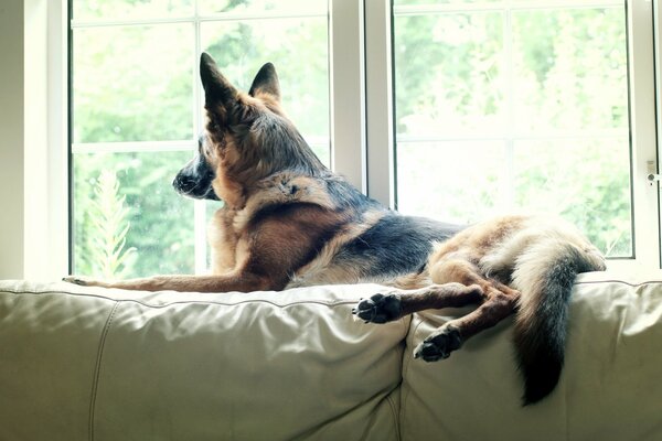 Der Hund schaut durch das Fenster