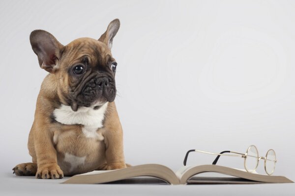 Bulldog est engagé dans la lecture d un livre