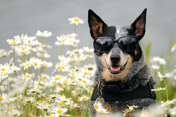 A dog with glasses in a field with daisies