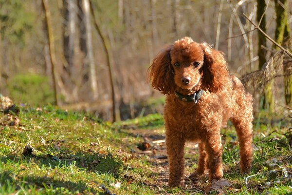 Dwarf ginger poodle in the woods