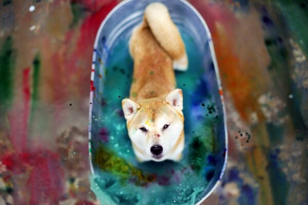 Chien dans un bassin avec des couleurs multicolores