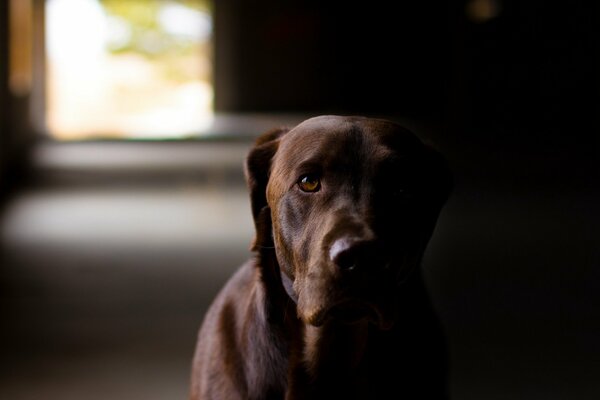 The dog in the semi-darkness looks intently