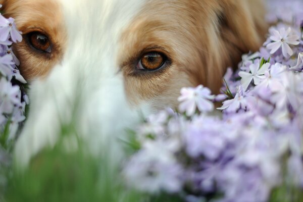 The dog s muzzle in delicate meadow flowers