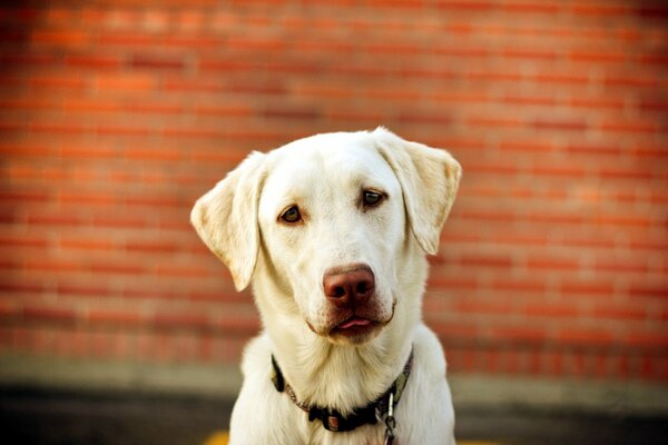 A white dog looks at the camera