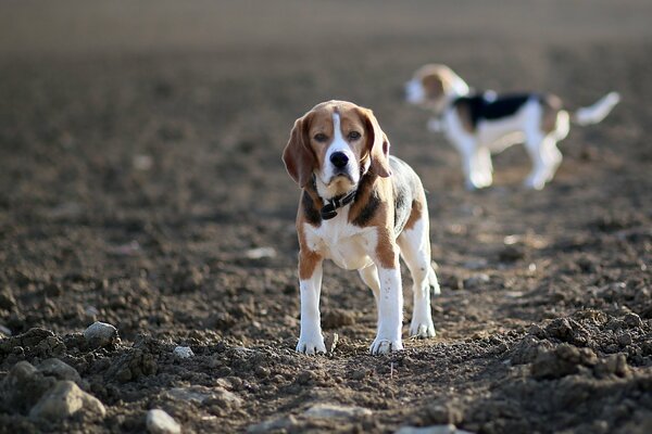 Beagles Hund schaut in die Kamera