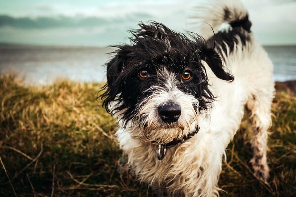 Chien humide sur fond de rivière