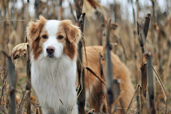 Chien bicolore dans la nature entouré d herbe