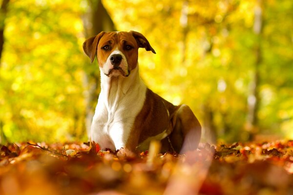 Il cane giace nelle foglie autunnali