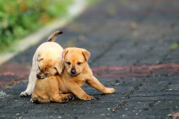 Funny puppies playing on the road