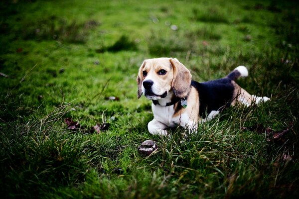 Beagle en un paseo por el bosque verde