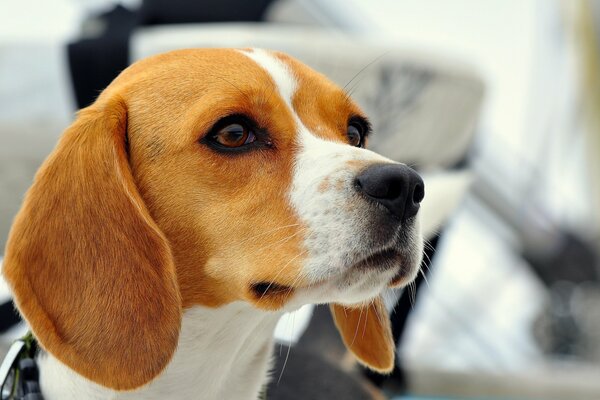 Beagle mit schönen Augen