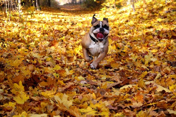 English bulldog runs through the leaves