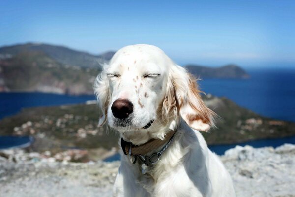 Cane bianco su sfondo di mare e rocce