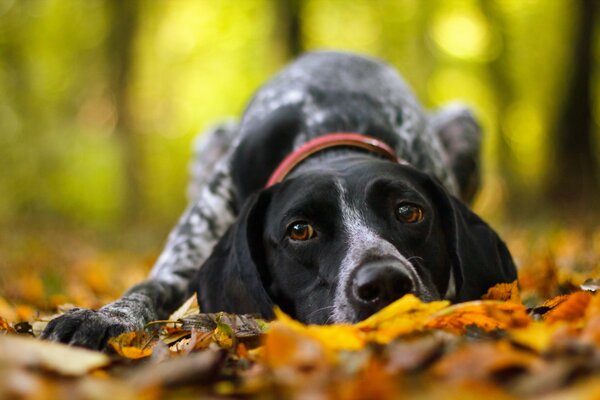 Chien dans la forêt d automne se trouve sur de belles feuilles