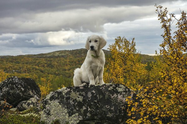 The dog is sitting on a rock