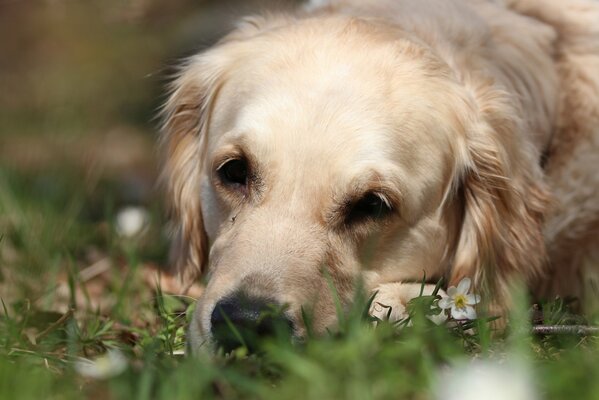 Golden Retriever lies sad