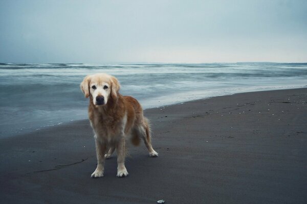 Photo of a dog on the background of the sea