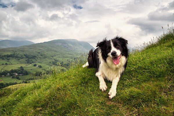 The dog is lying on the grass among a beautiful landscape