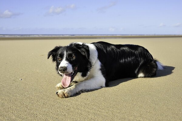 Perro negro en la playa