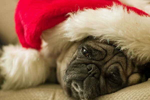 Pug triste en un sombrero festivo