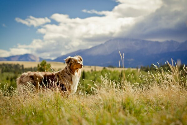 Hund im Gras auf dem Hintergrund der Berge