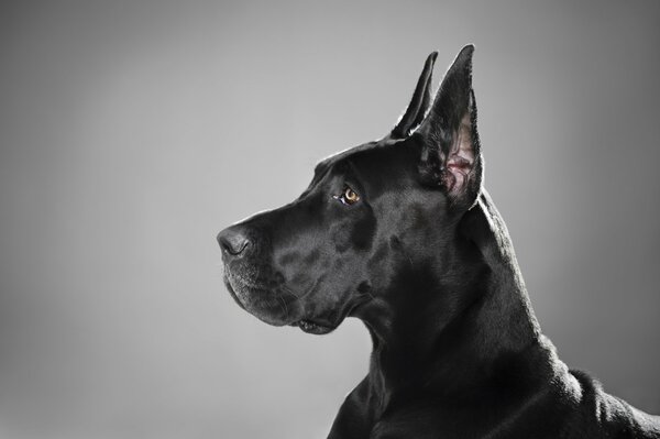 Important posing head of a black dog