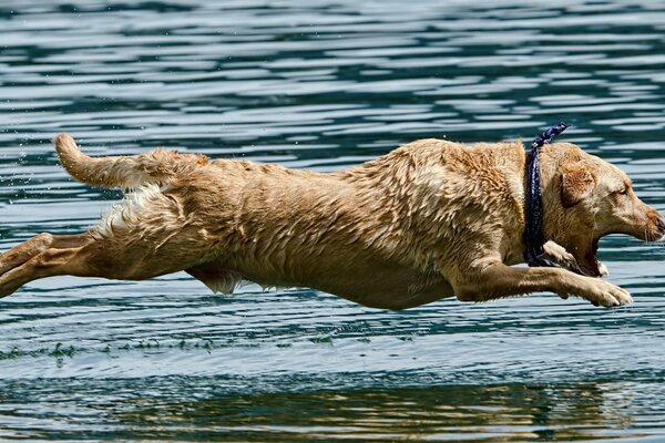 Cane che salta sull acqua