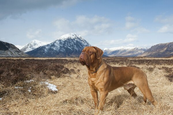 Eine Bordeaux-Dogge in der Natur