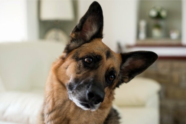 El perro inclinó la cabeza hacia un lado