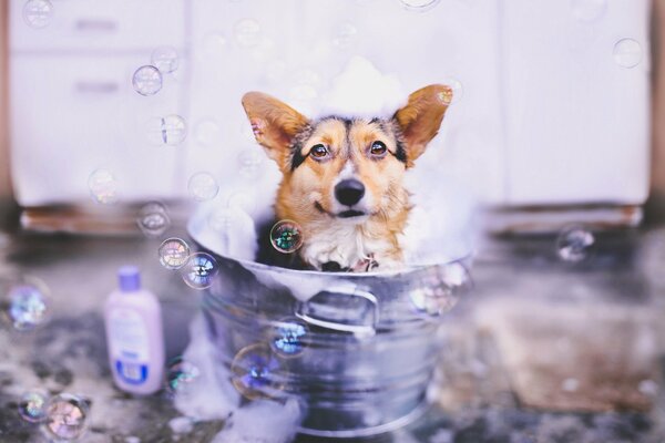 Hund in einem Metallfass umgeben von Blasen