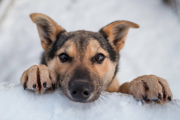 Ein Husky-Welpe im Schnee in Norwegen