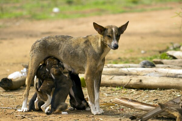 Dog mom feeds her babies