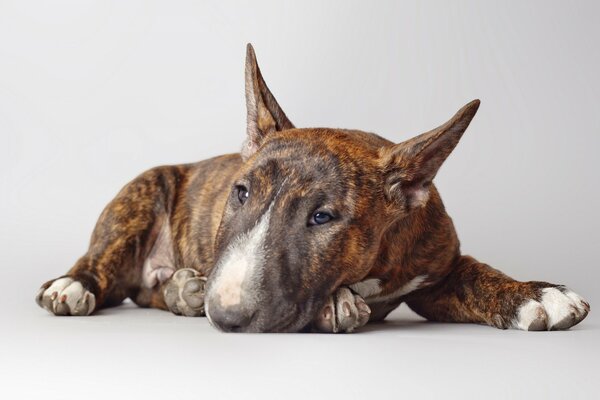 Bull Terrier. El perro es amigo del hombre