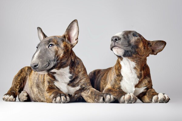 Deux Bull Terrier fond blanc